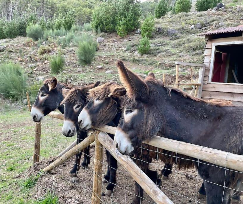 Mountain Eco Shelter 5 Hotel Funchal  Ngoại thất bức ảnh